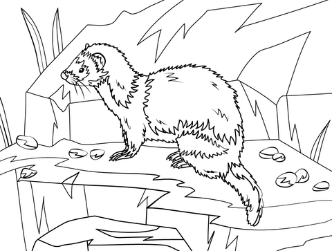 Steppe Polecat Coloring Page